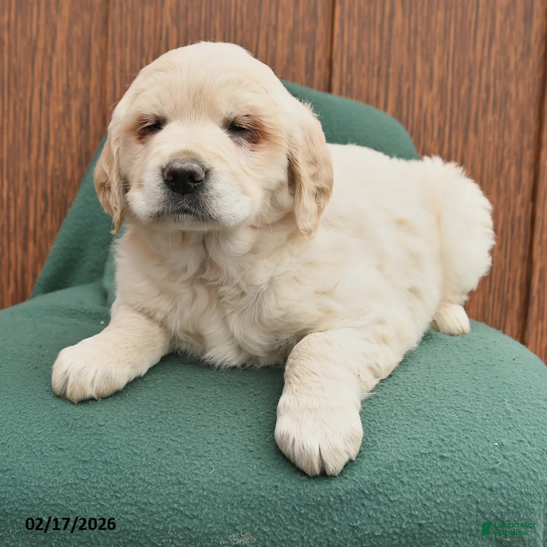 Golden Retriever dogs for sale: Bella   - Ad 3