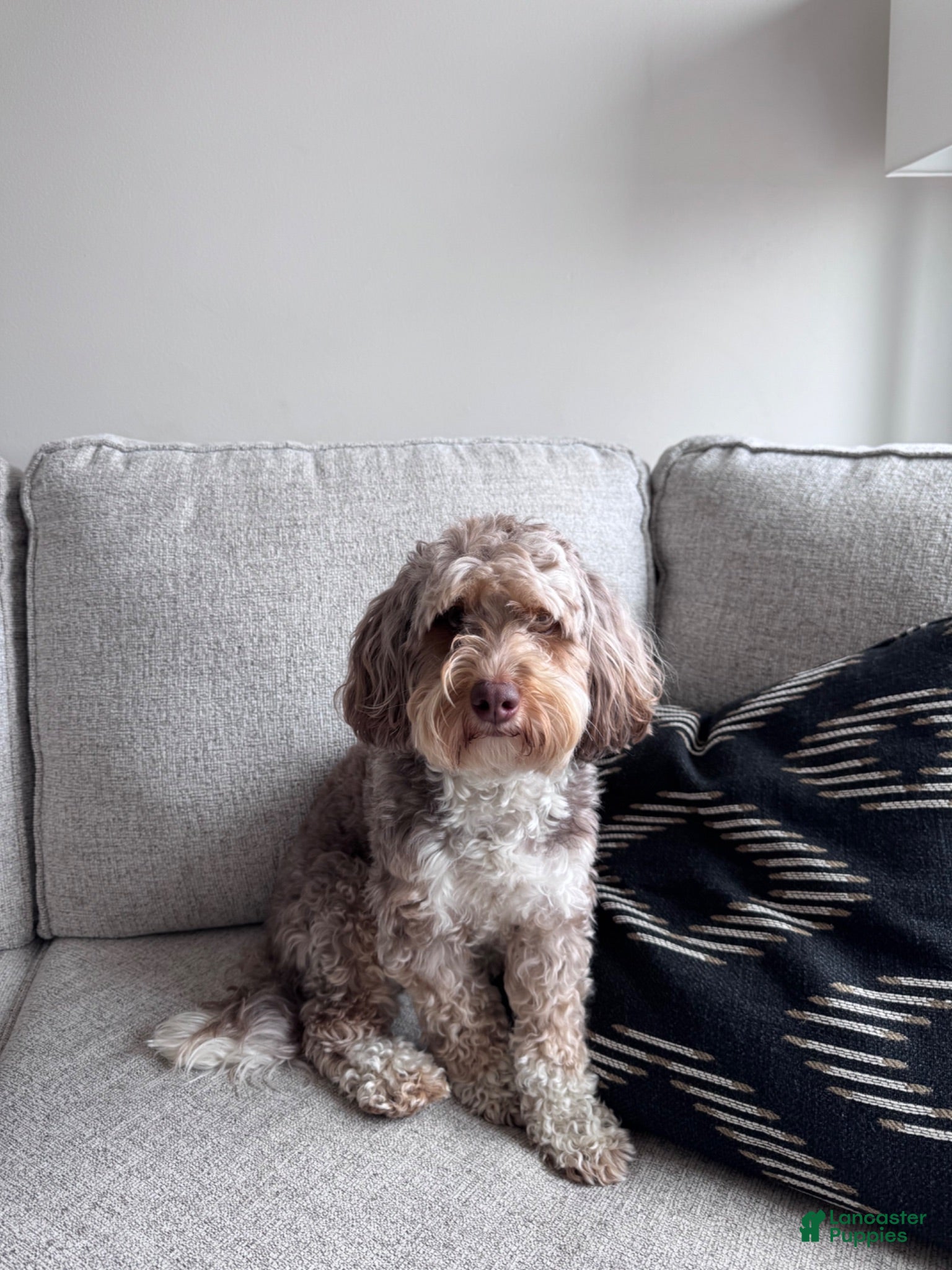 Mini Bernedoodle dogs Green collar male  - Ad 2