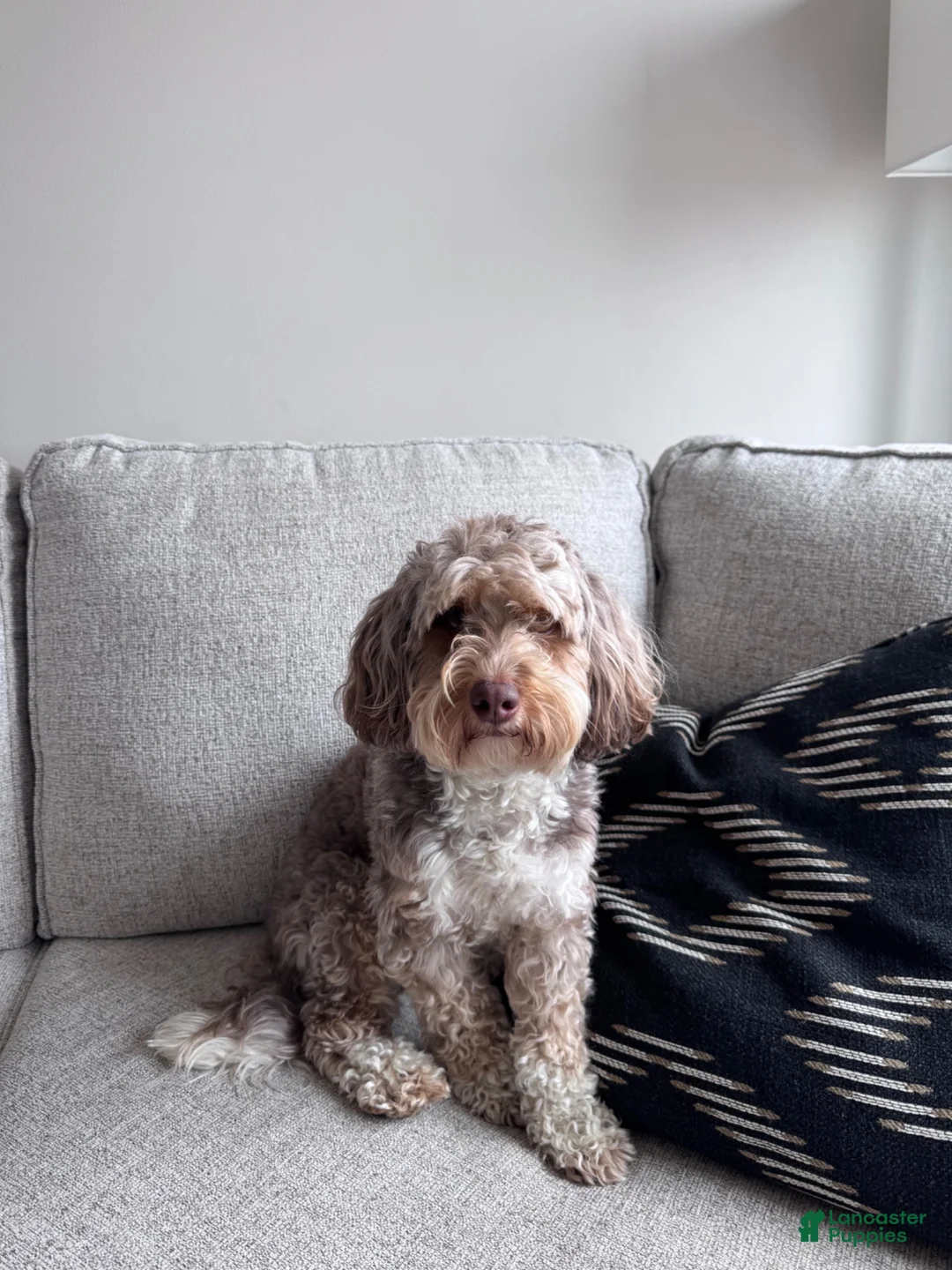Mini Bernedoodle dogs for sale: Blue collar male  - Ad 2