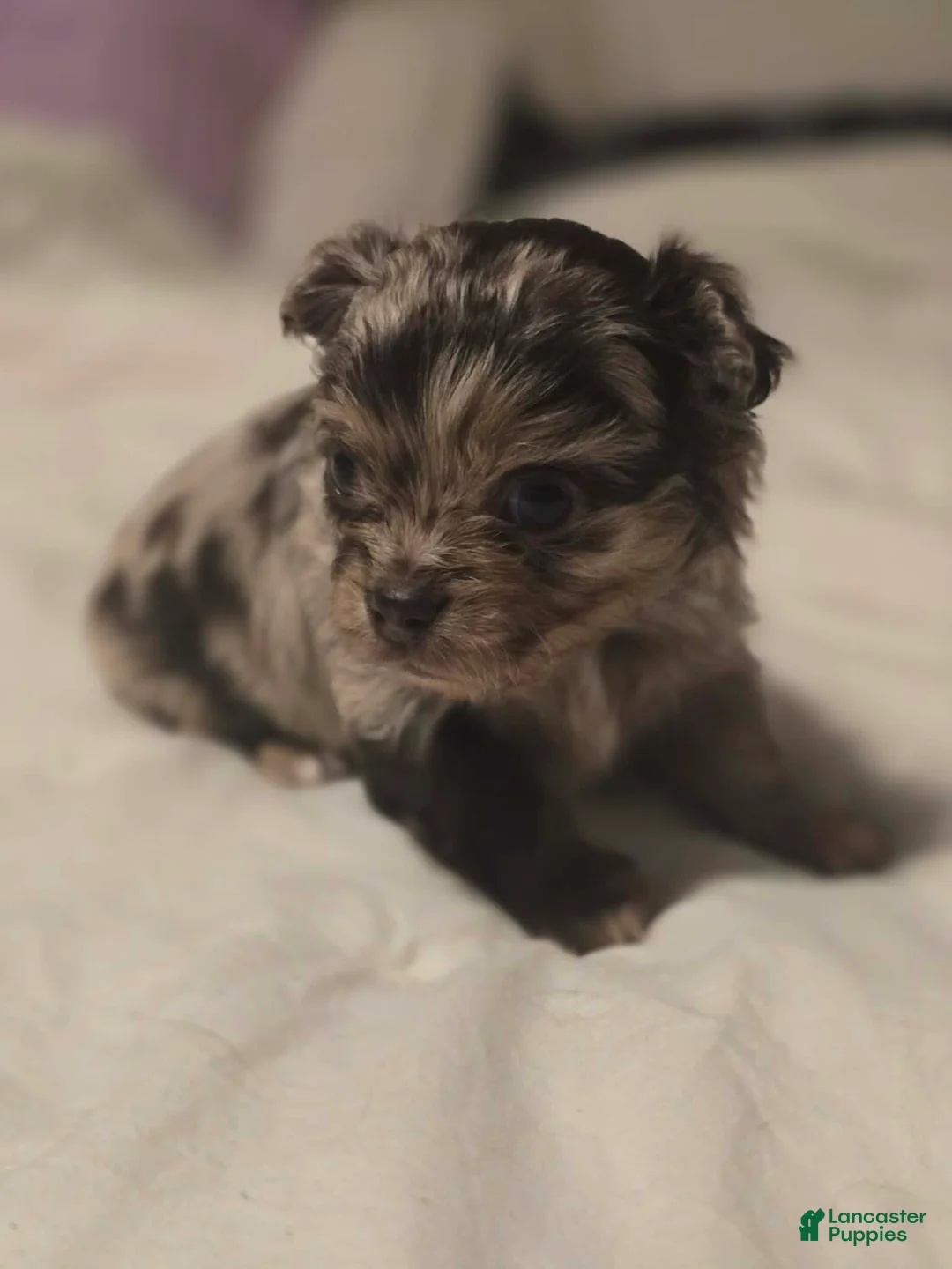 Chihuahua dogs for sale: jazzy - Ad 1