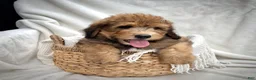 Bernedoodle dogs for sale: Theo - Ad 13
