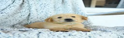 Golden Retriever dogs for sale: Grits - Ad 2