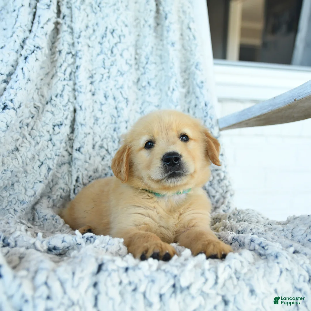 Golden Retriever dogs for sale: Grits - Ad 2