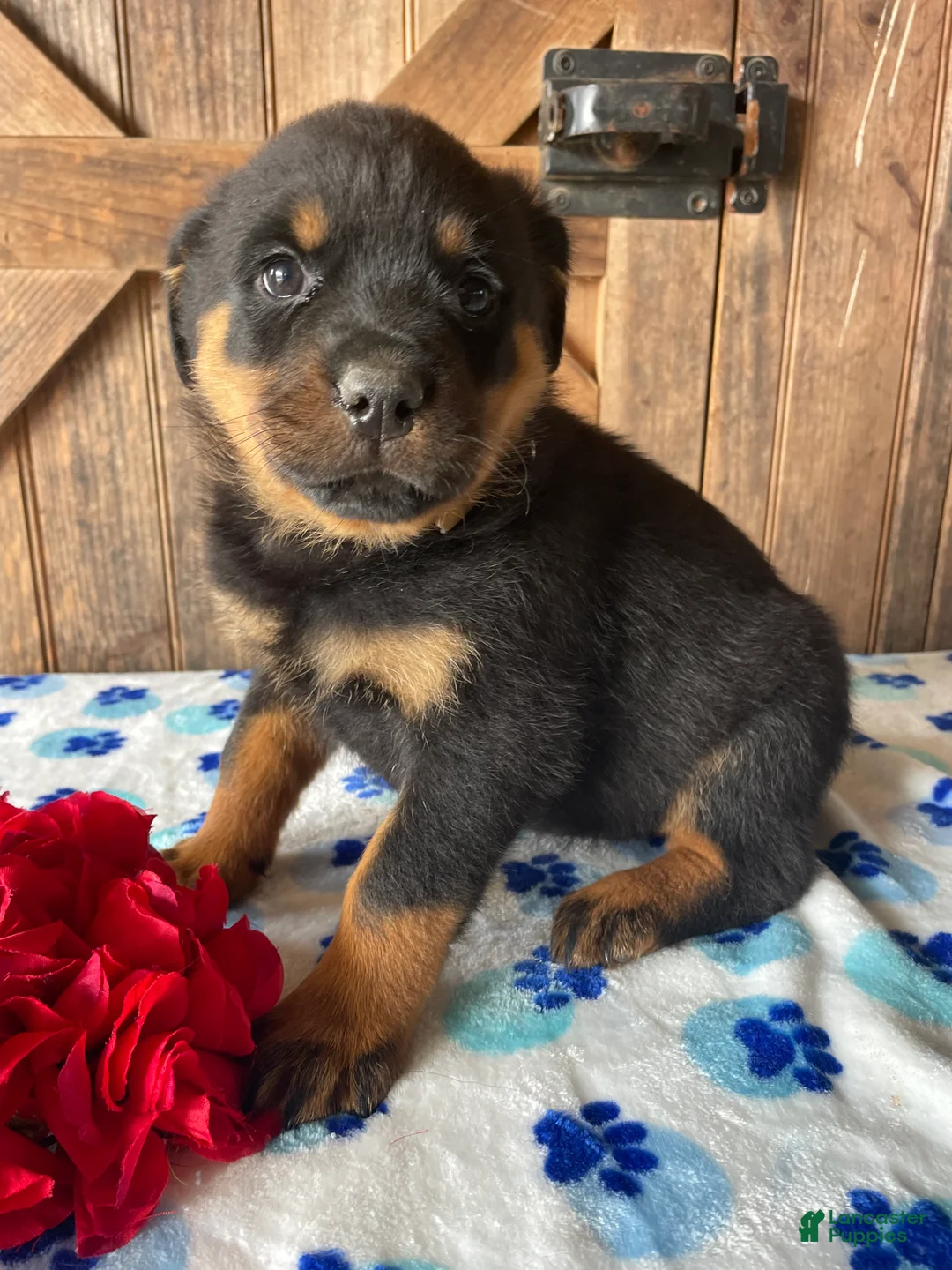 Rottweiler dogs for sale: Nala - Ad 4