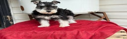 Miniature Schnauzer dogs for sale: Snuggles - Ad 6