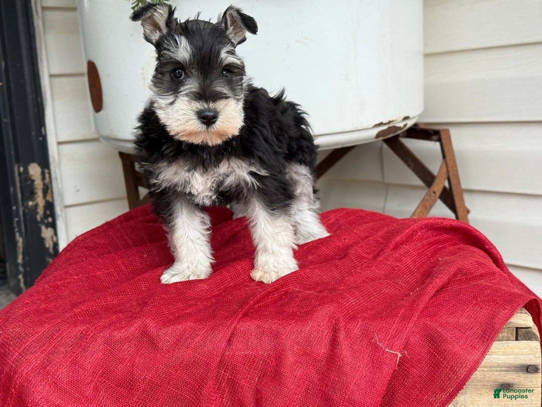 Miniature Schnauzer dogs for sale: Snuggles - Ad 6