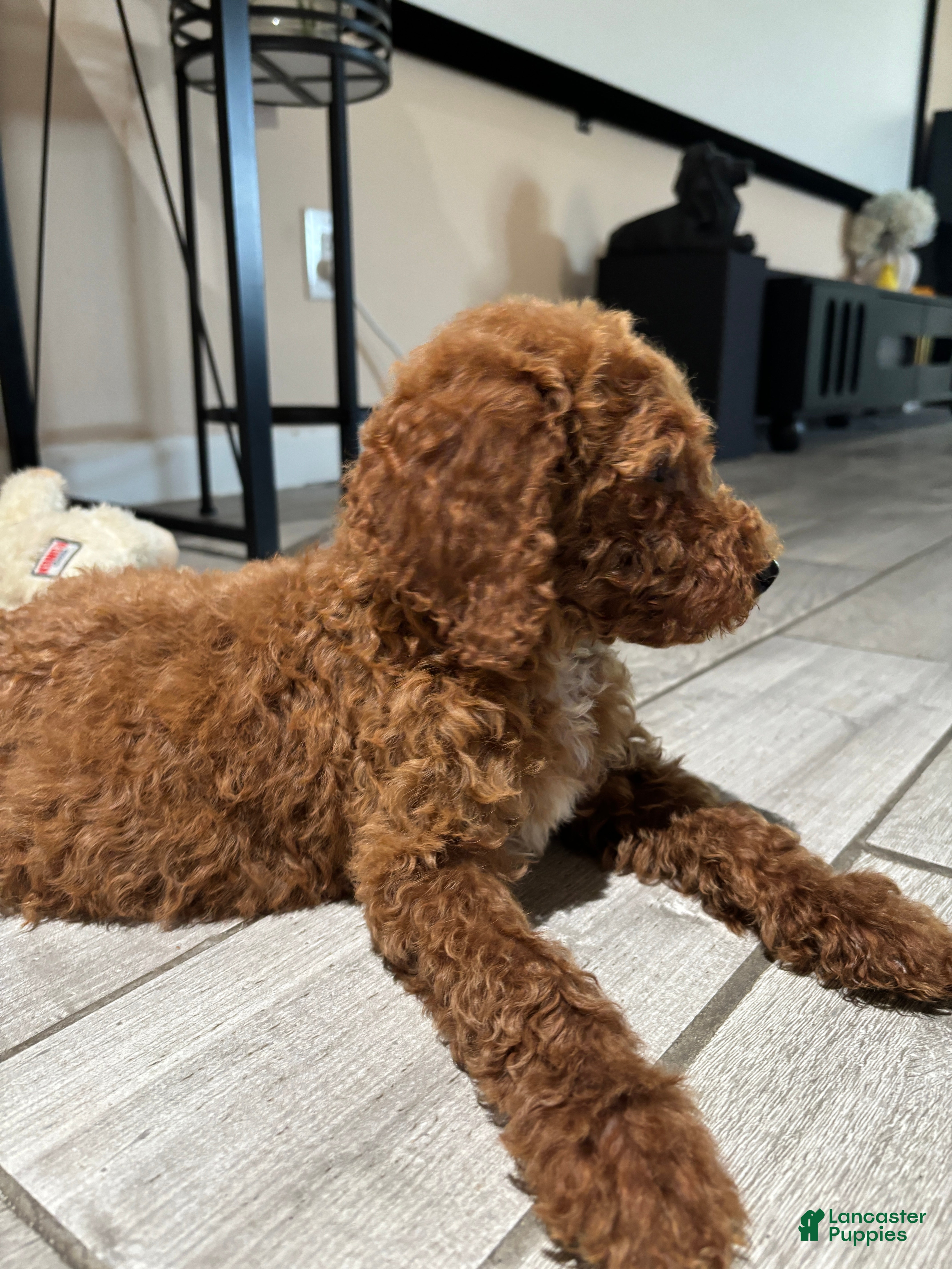 Standard Poodle dogs Duke - Ad 2