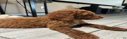 Standard Poodle dogs for sale: Duke - Ad 2