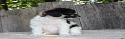 Standard Poodle dogs for sale: Sage AKC standard poodle - Ad 27