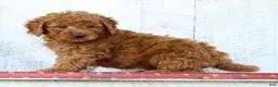 Mini Goldendoodle dogs for sale: Kirsten - Ad 5