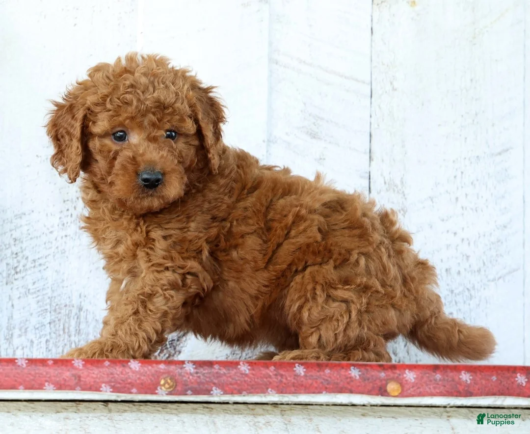 Mini Goldendoodle dogs for sale: Kirsten - Ad 5