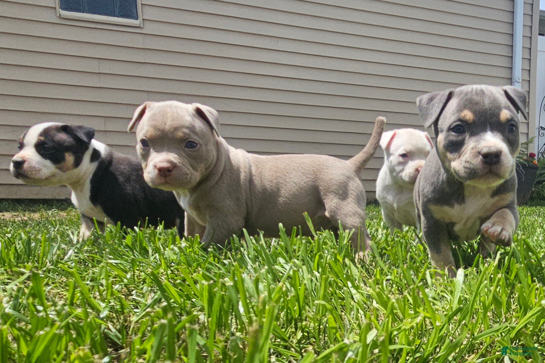 American Bully dogs American Bully - Bongo  - Ad 2