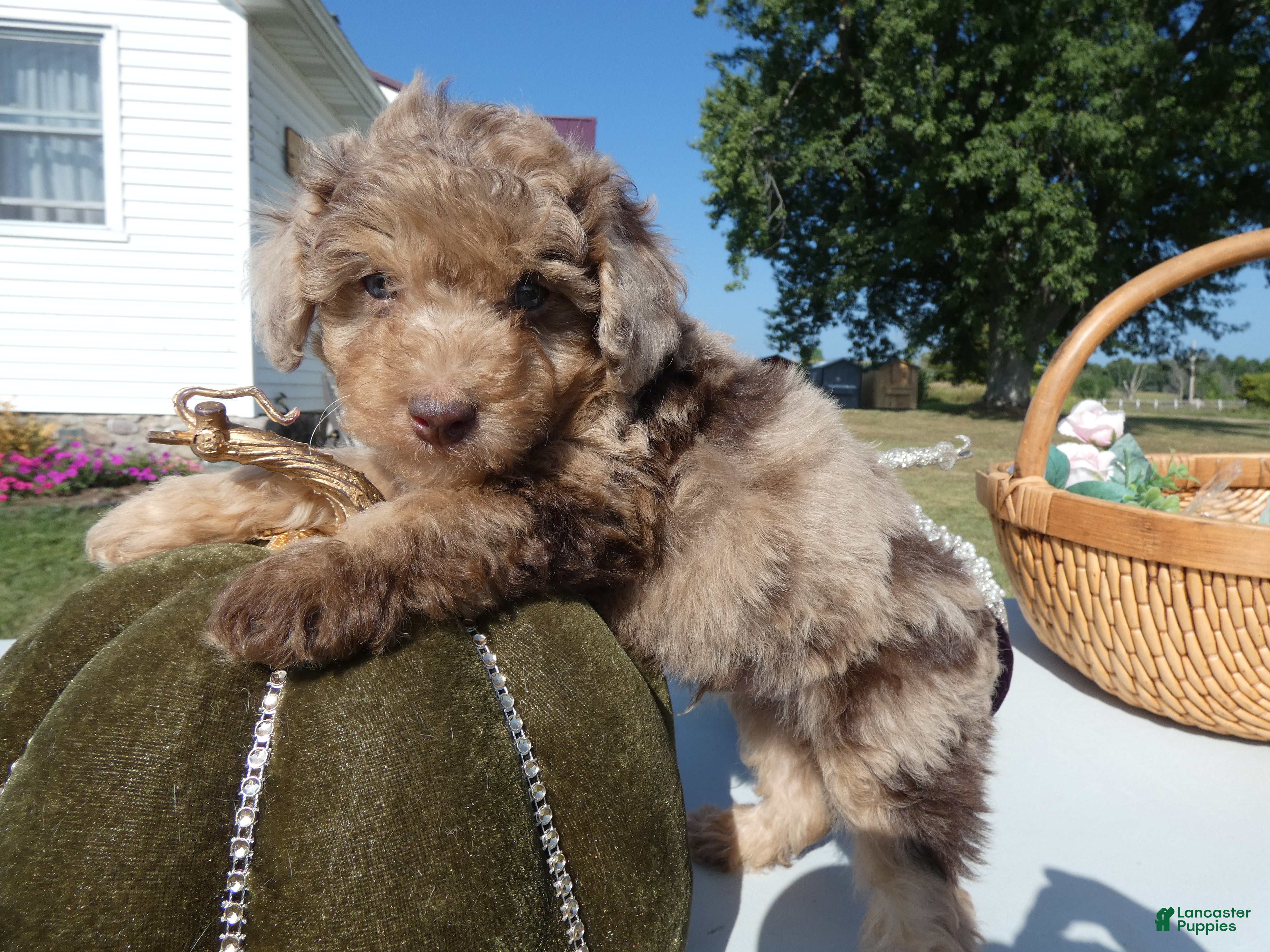 Toy Poodle dogs for sale: Toy Poodle 1 Expresso - Ad 1