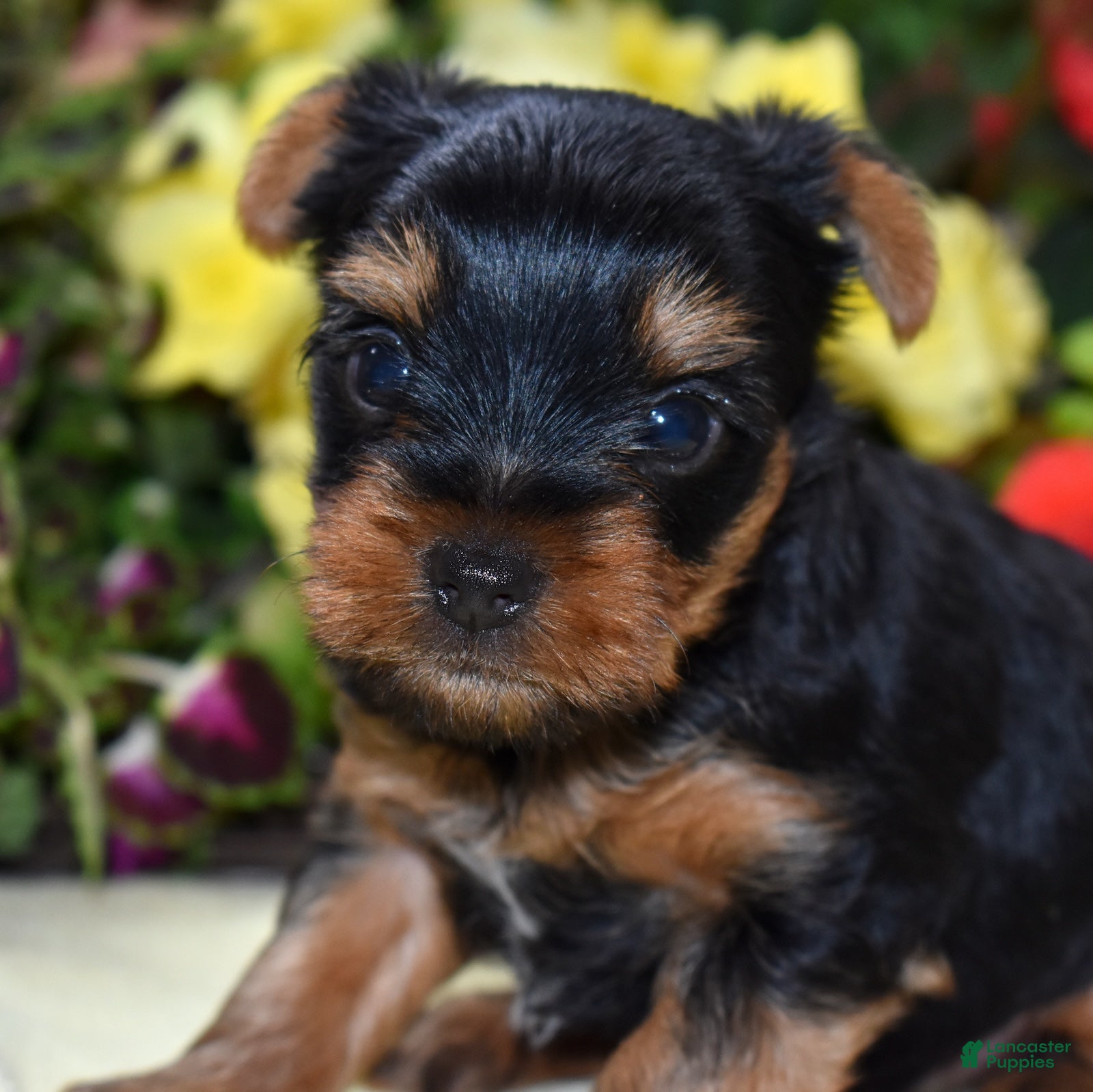 Yorkshire Terrier dogs Cody - Ad 2