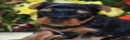 Yorkshire Terrier dogs for sale: Cody - Ad 2
