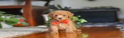 Miniature Poodle dogs for sale: Blake  - Ad 5
