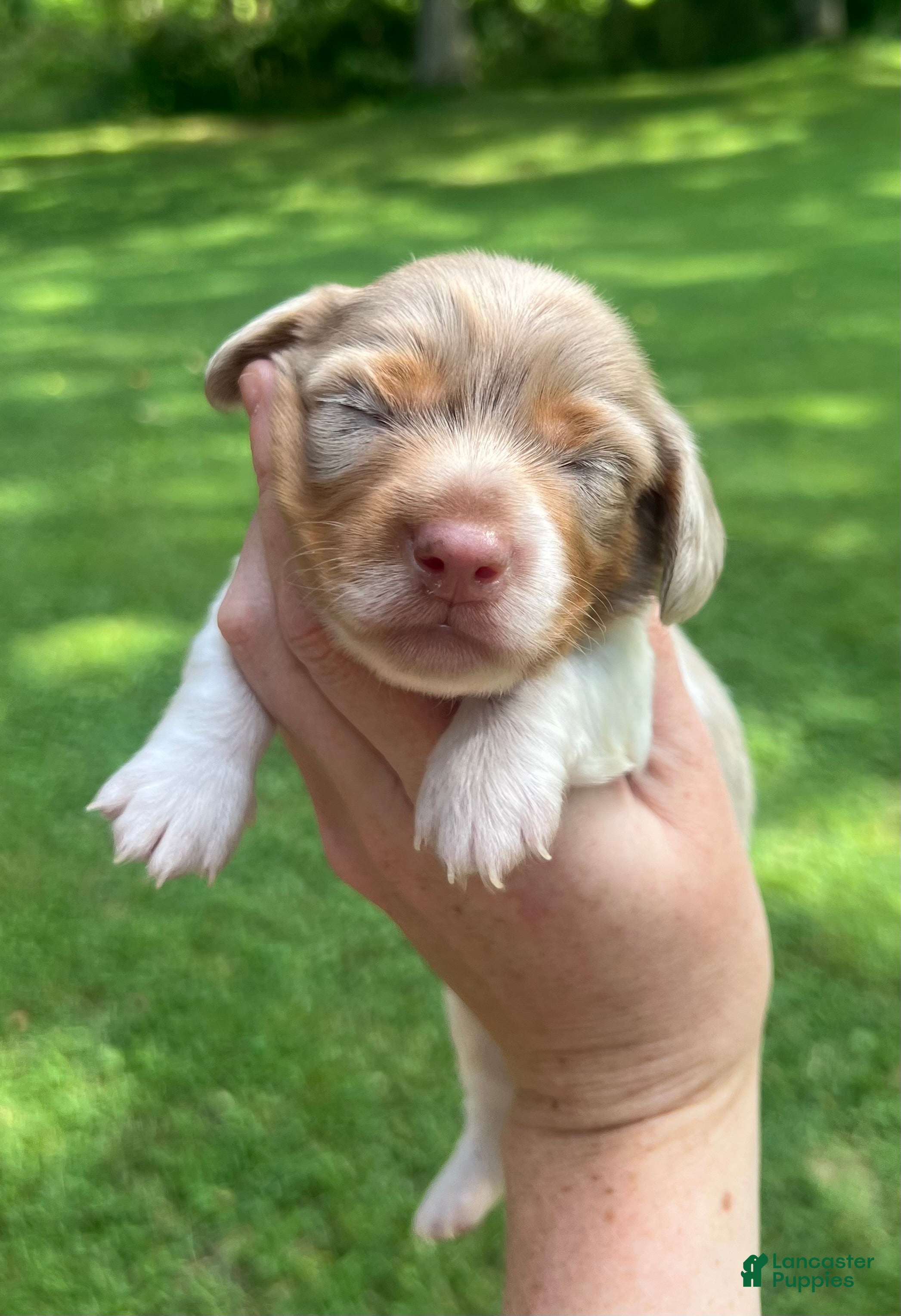 Miniature Dachshund dogs Miniature Dachshund 3 - Ad 24
