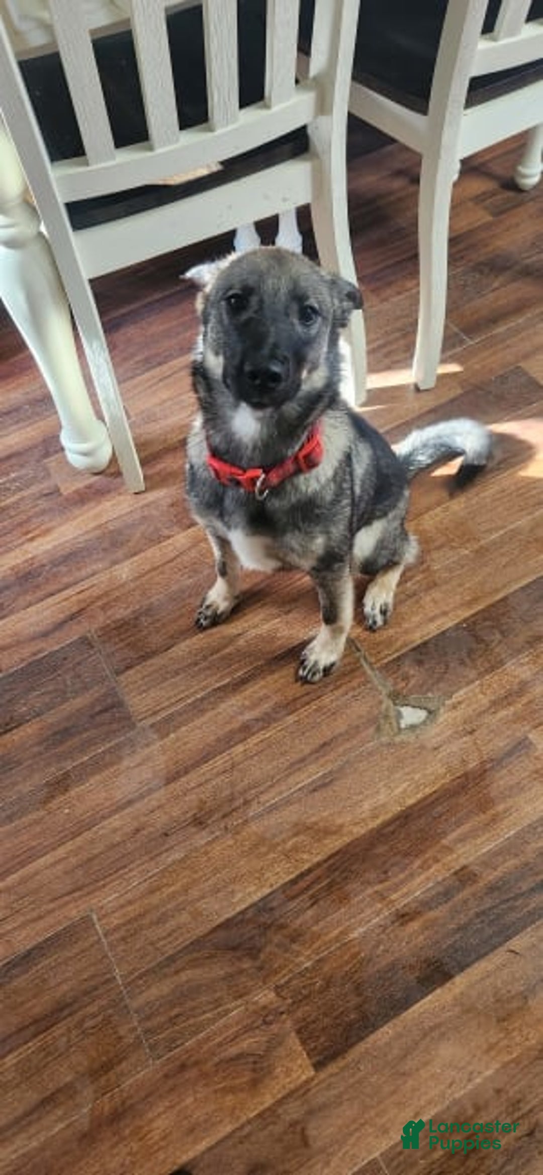 Gallery Image {{count}}