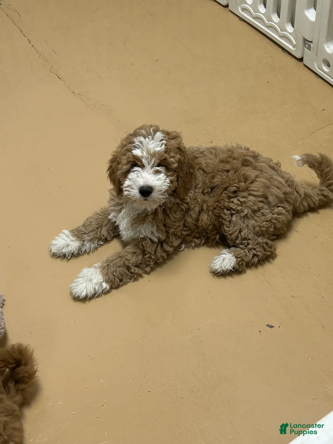 Mini Goldendoodle dogs for sale: Petite Tuxedo Mini Goldendoodle Miss Perfection - Ad 2