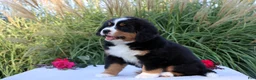 Bernese Mountain Dog dogs for sale: Lexi - Ad 4
