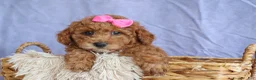 Miniature Poodle dogs for sale: ANGIE - Ad 14