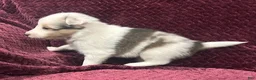 Shetland Sheepdog dogs for sale: Daisy - Ad 5