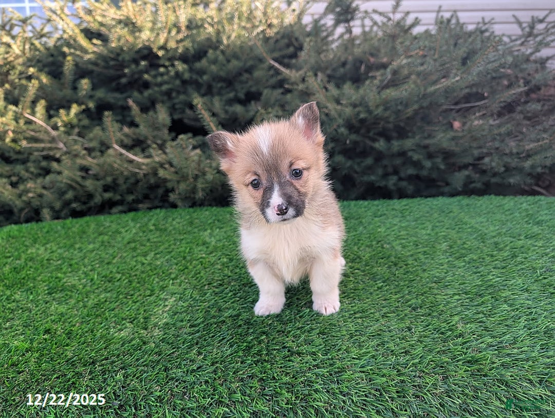 Welsh Corgi Pembroke dogs for sale: Kayla - Ad 3