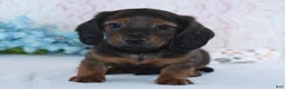 Miniature Dachshund dogs for sale: Hayden - Ad 3