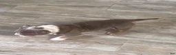 American Bully dogs for sale: American Bully Puppy 1 - Ad 3