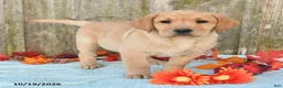 Labrador Retriever dogs for sale: Tabby - Ad 2