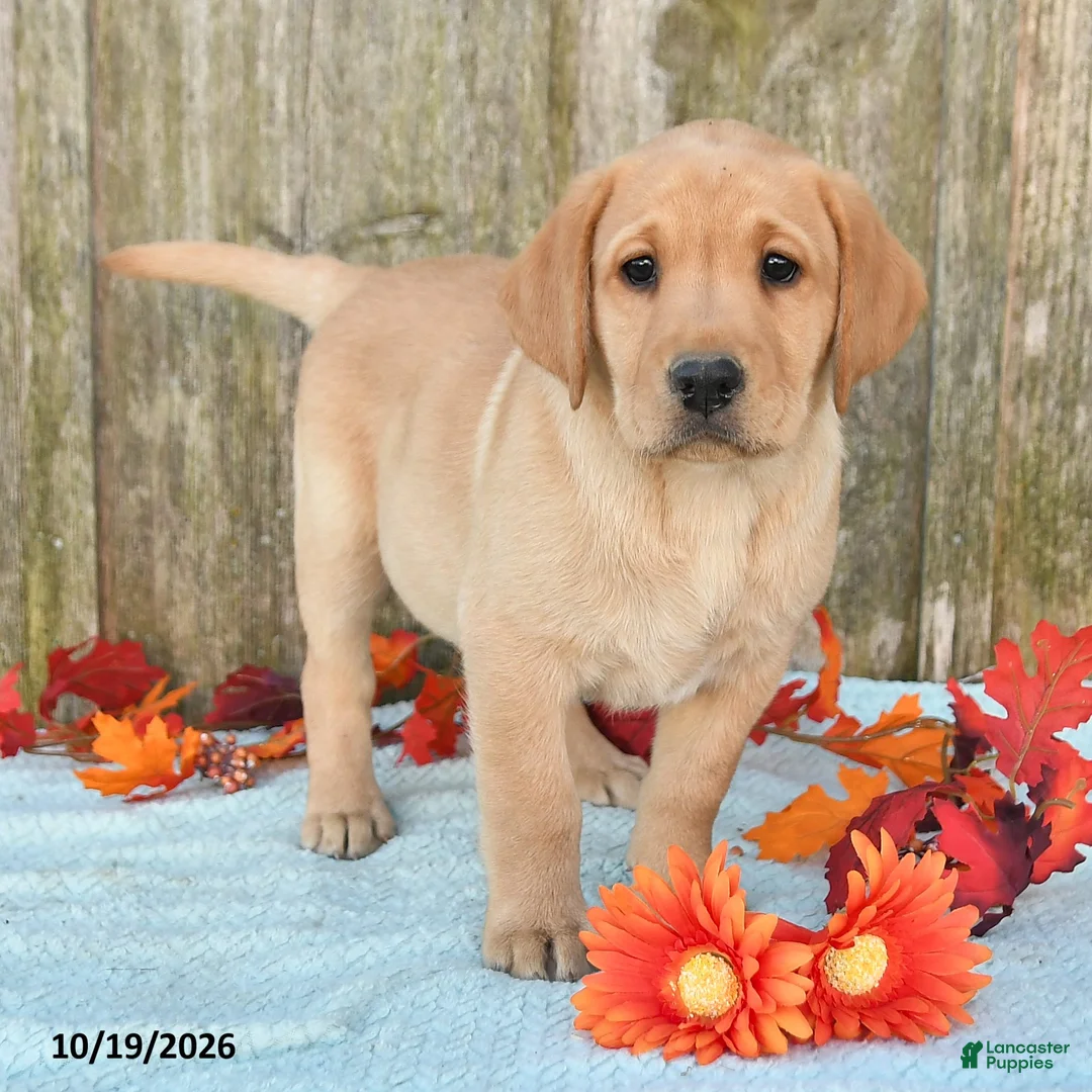 Labrador Retriever dogs for sale: Tabby - Ad 2
