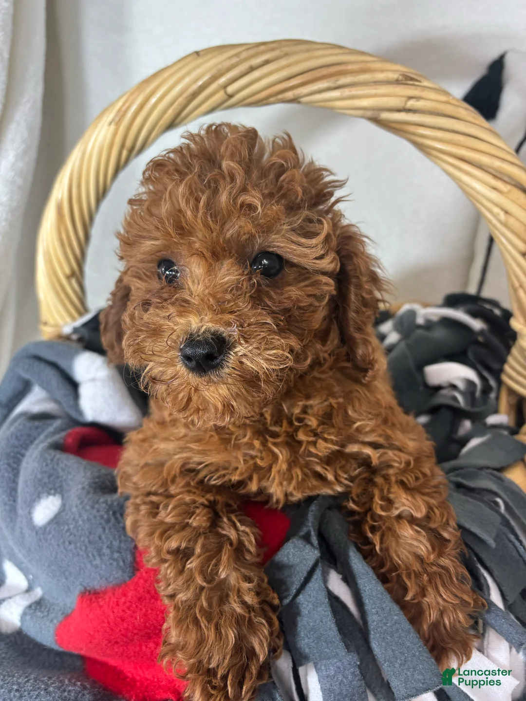 Mini Goldendoodle dogs for sale: Ginger - Ad 2