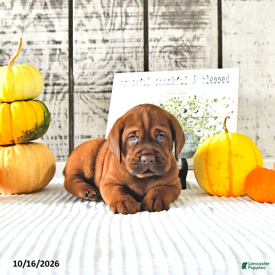 Mini Hippo dogs for sale: Cinnamon - Ad 2