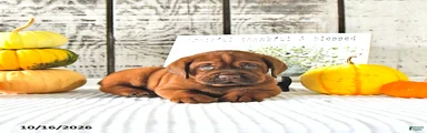 Cinnamon