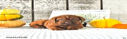 Mini Hippo dogs for sale: Cinnamon - Ad 1