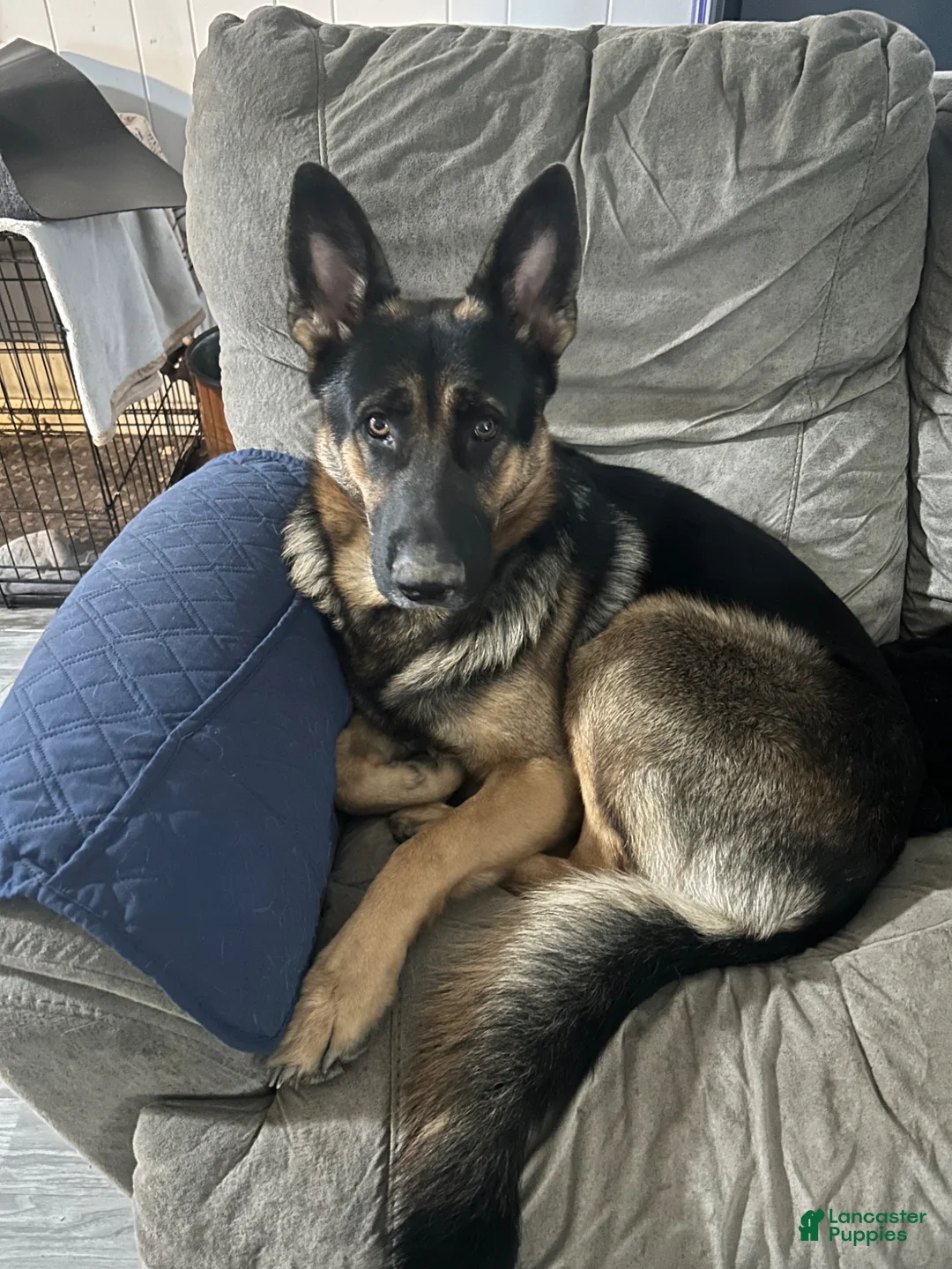 Golden Shepherd dogs for sale: Golden Shepherd Puppy 1 - Ad 4