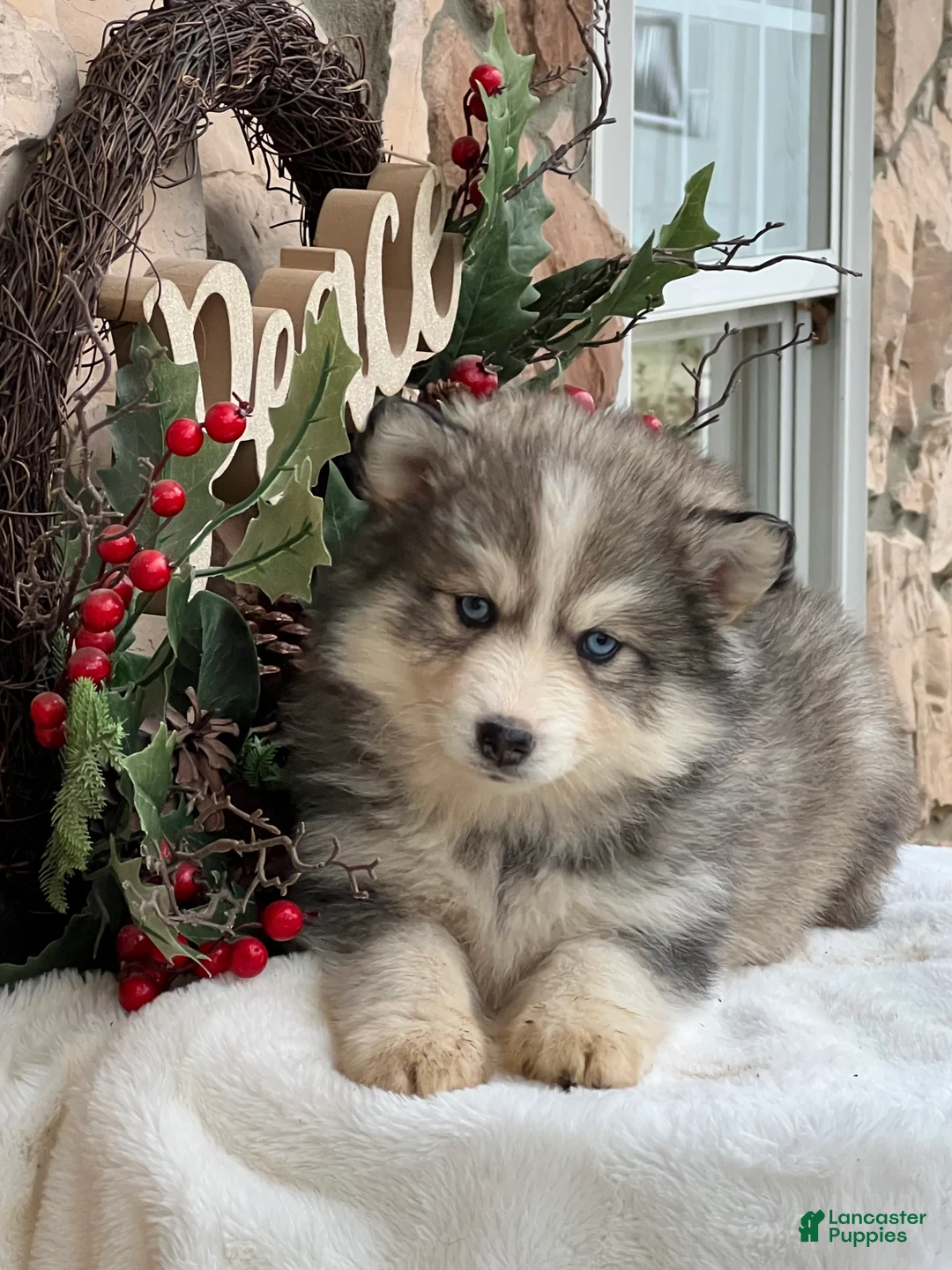 Pomsky dogs for sale: Mistletoe - Ad 3