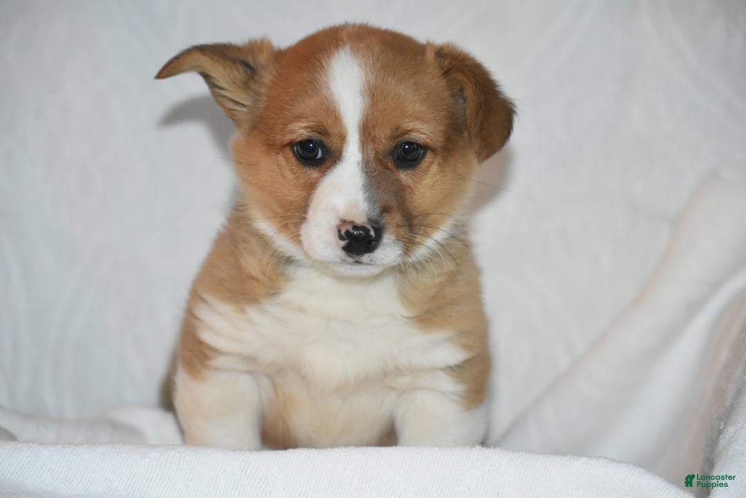 Welsh Corgi Pembroke dogs for sale: Kirki - Ad 2