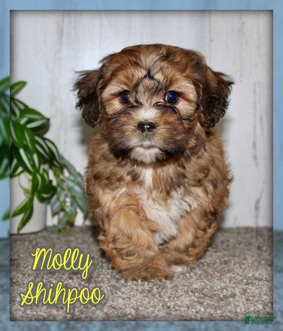 Shihpoo dogs Molly - Ad 1