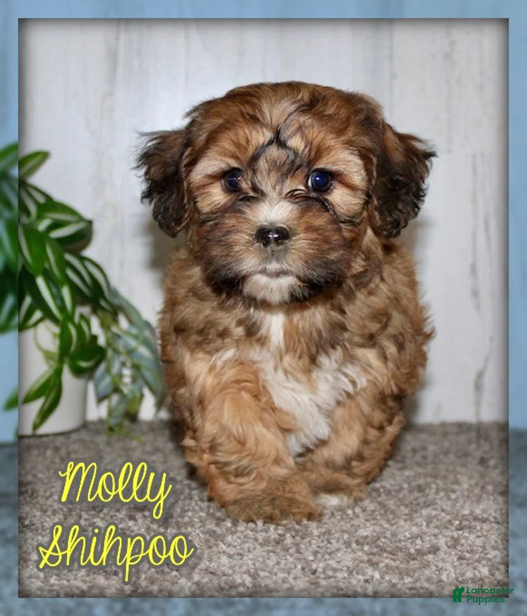 Shihpoo dogs for sale: Molly - Ad 1