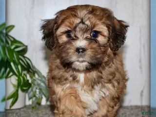 Shihpoo dogs for sale: Molly - Ad 2
