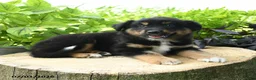 Australian Shepherd dogs for sale: Finn - Ad 3