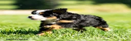 Mini Bernedoodle dogs for sale: Gracie - Ad 5