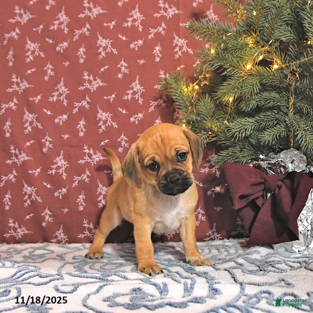 Puggle dogs for sale: Jojo - Ad 2