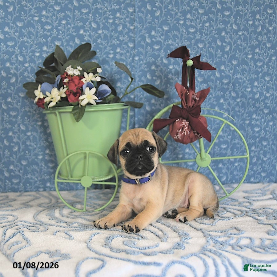 Pug dogs Liana - Ad 13
