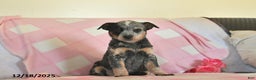 Australian Cattle Dog dogs for sale: Jody  - Ad 2
