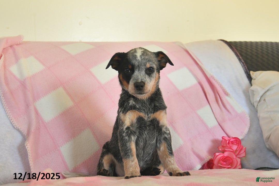 Australian Cattle Dog dogs for sale: Jody  - Ad 2
