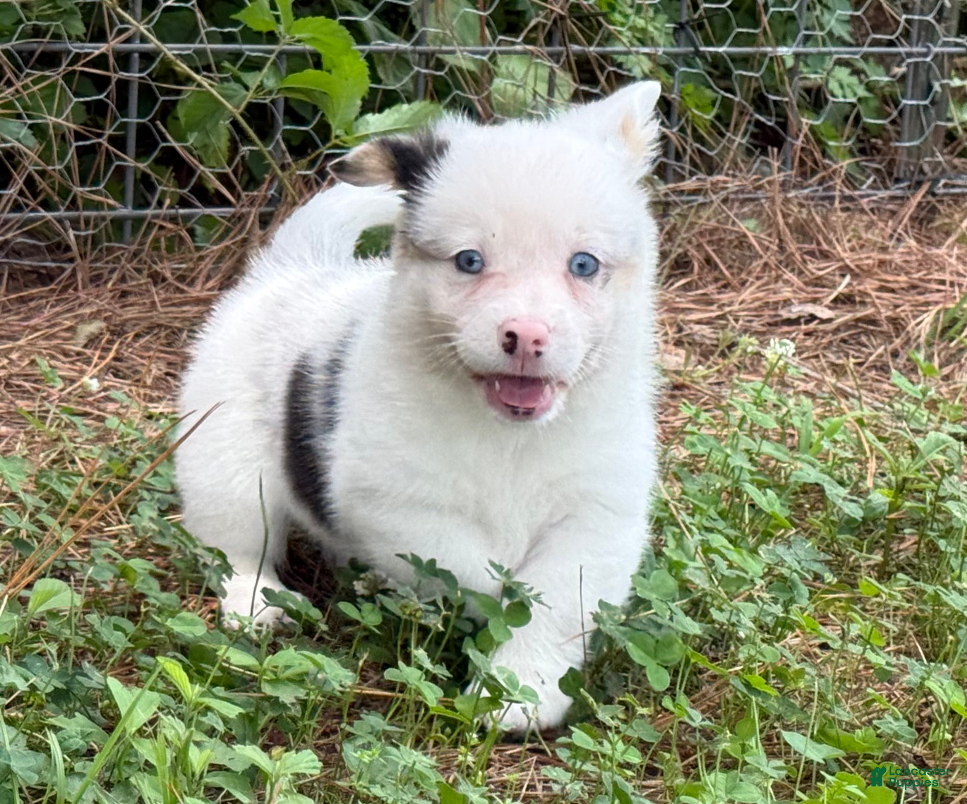 Mixed Breed dogs Full Tail Mismark  - Ad 1