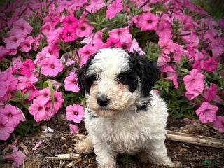 Miniature Labradoodle dogs - Ad 17