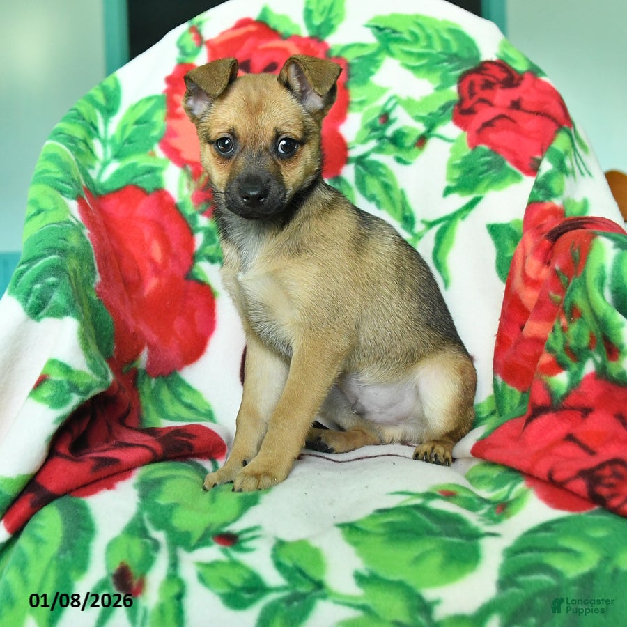 Chihuahua dogs Atlee - Ad 5